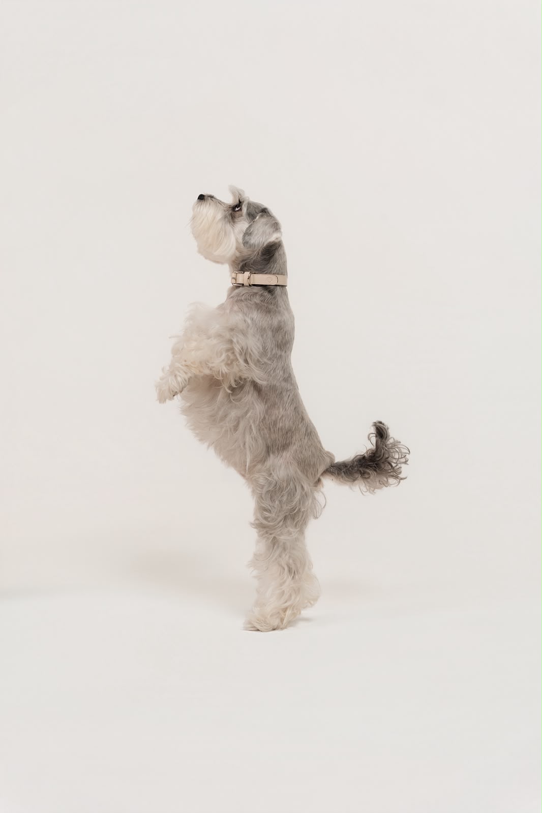 Schnauzer com a coleira Pure Essentials off-white