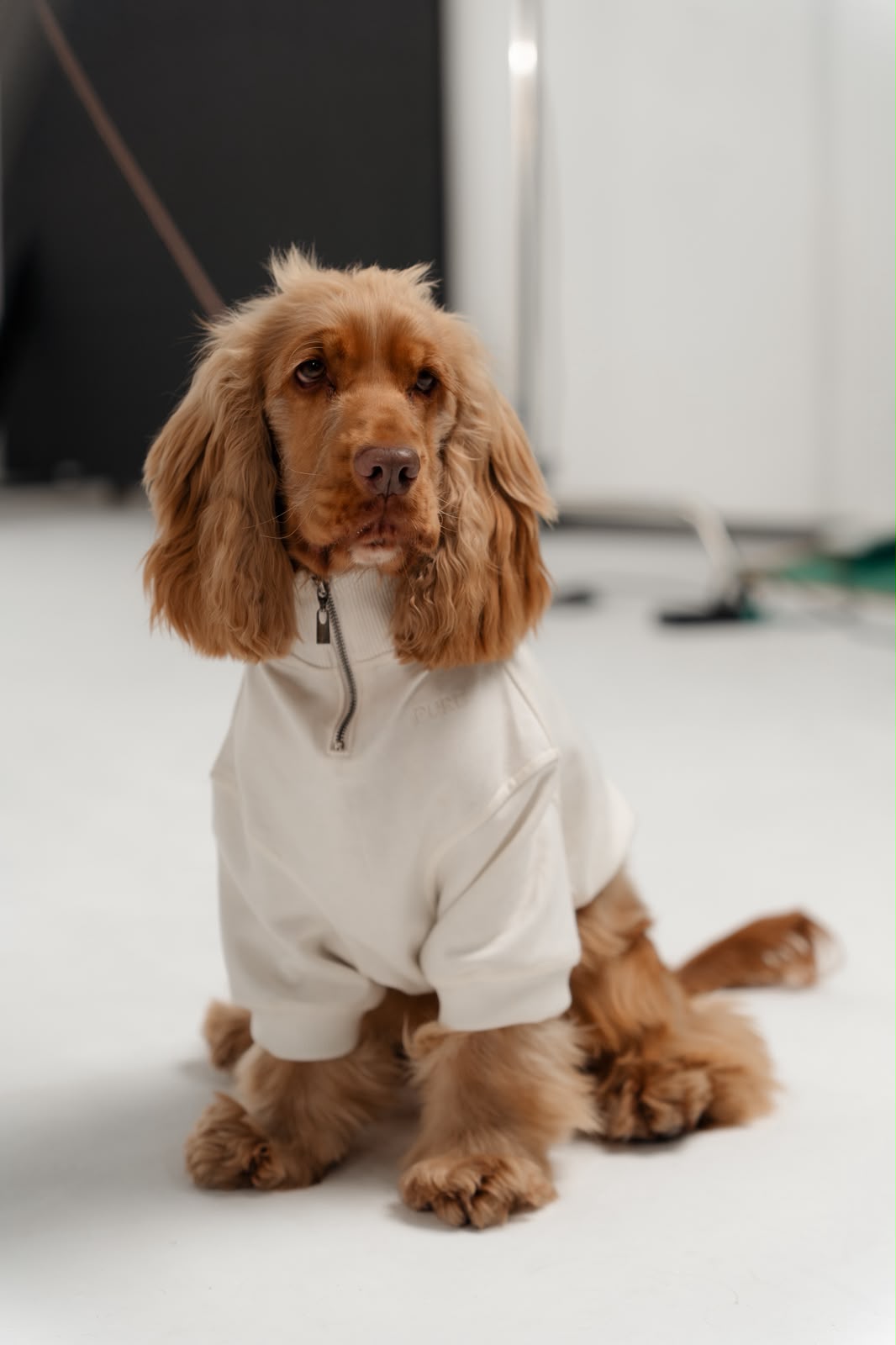 Cocker spaniel vestindo o moletom Pure Core off-white